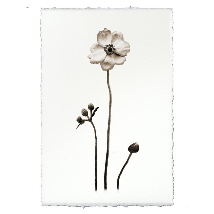 Anemone Botanical Fine Art Photograph by Barloga Studios