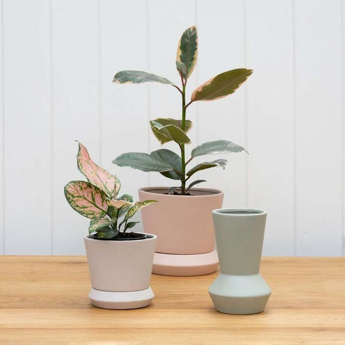 Potted Hamburg Planter Small - Parchment | Koop.co.nz
