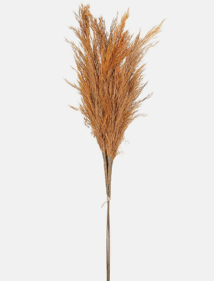 Tige de pampa séchée