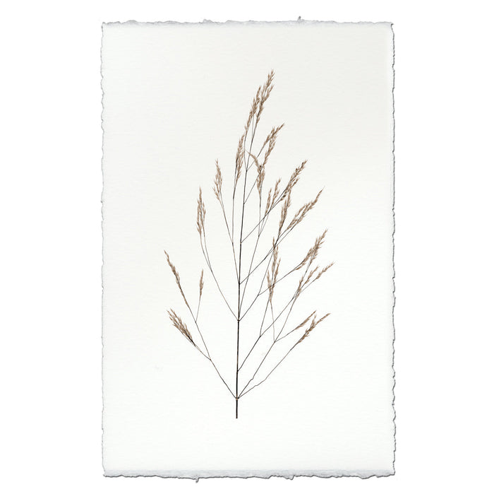 Wheat Form Botanical Fine Art Photograph by Barloga Studios