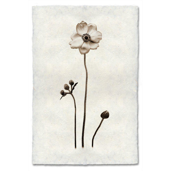 Anemone Botanical Fine Art Photograph by Barloga Studios