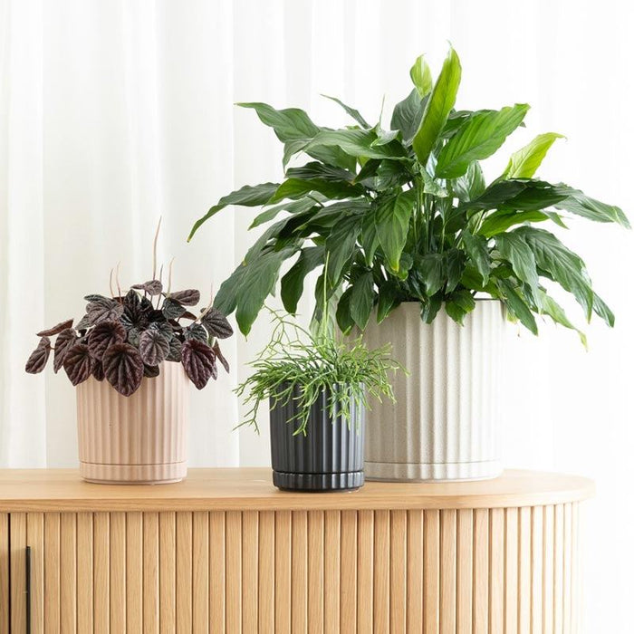 Potted Athens Planter - Sand | Koop.co.nz