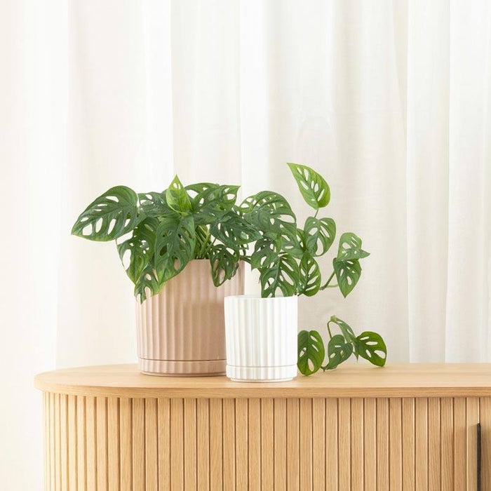 Potted Athens Planter - Sand | Koop.co.nz