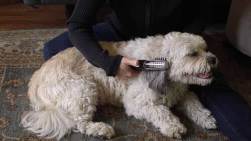 Painlessly Removes Knots & Tangles from Long Haired Dogs Dog Hair Trimmers Pet Clever