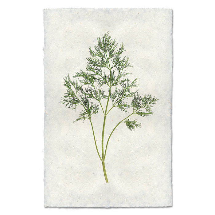 Dill Herb Fine Art Photograph by Barloga Studios