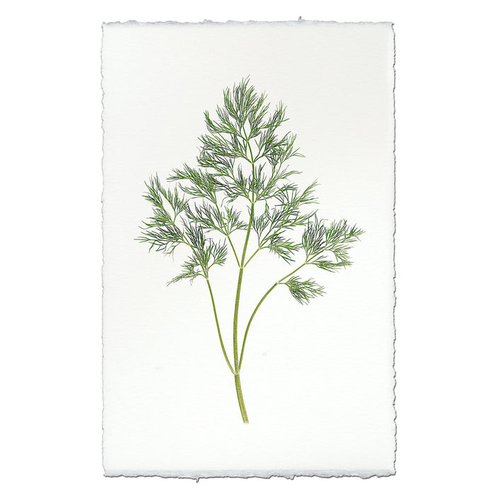 Dill Herb Fine Art Photograph by Barloga Studios