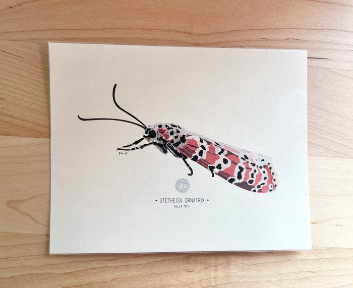 Bella Moth-Butterfly