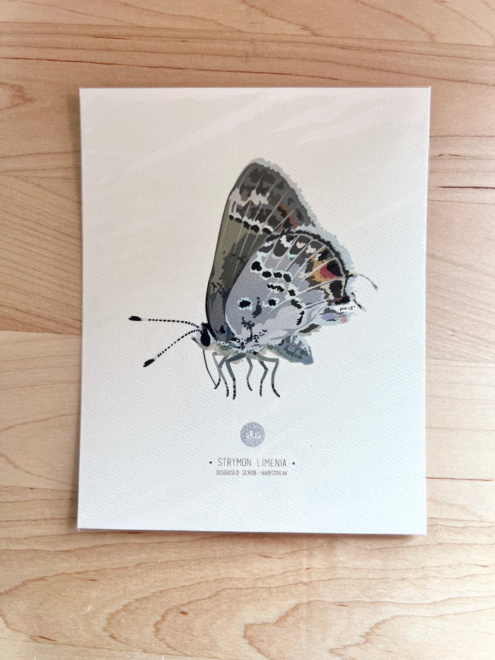 Disguised Scrub-Butterfly