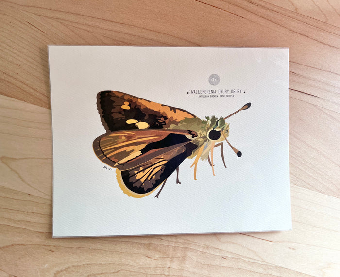 Dash Skipper-Butterfly