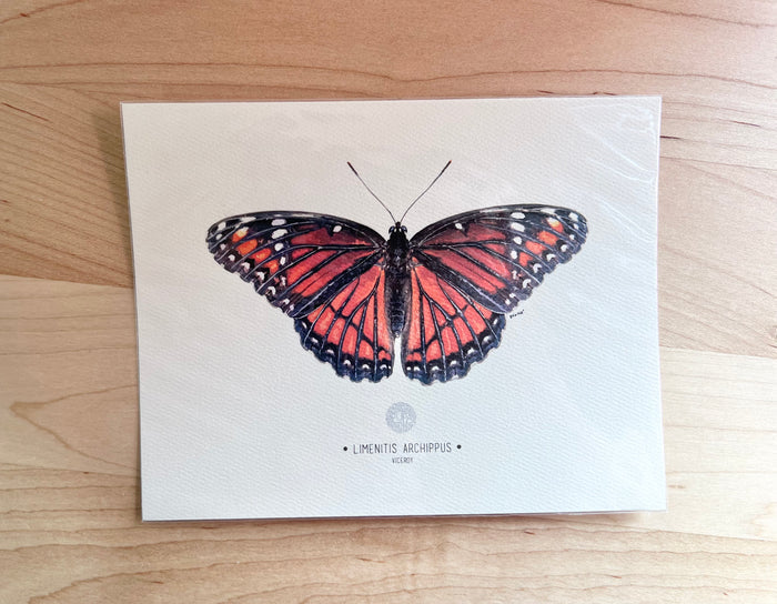 Vicercy-Butterfly