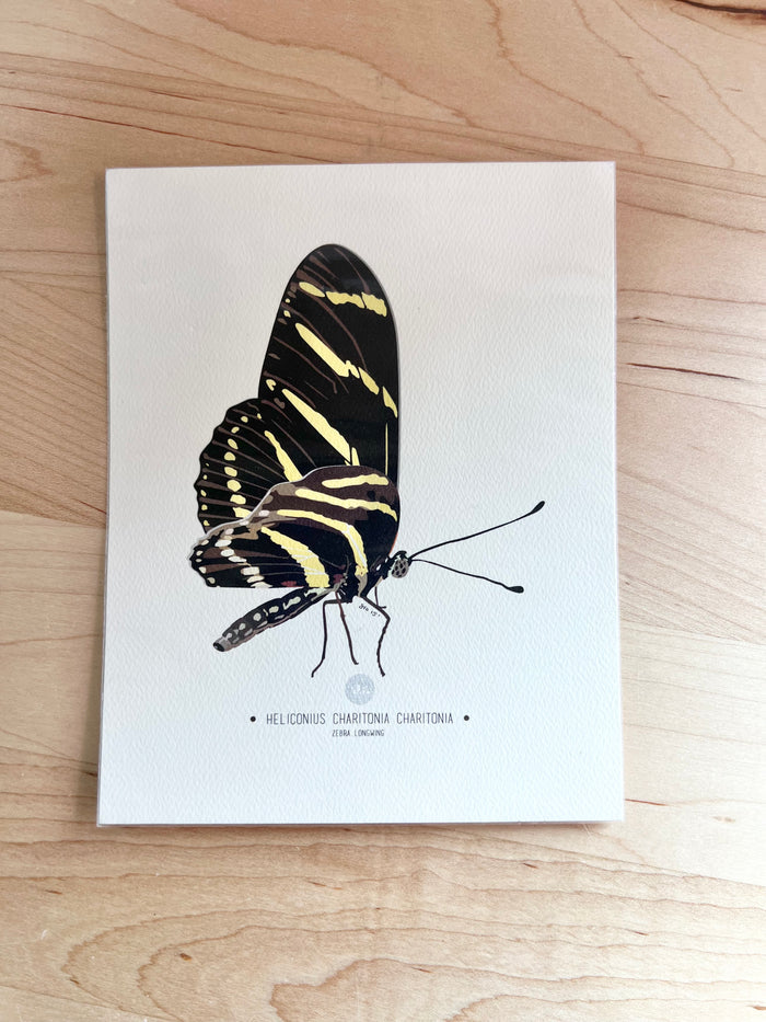 Zebra Longwing-Butterfly