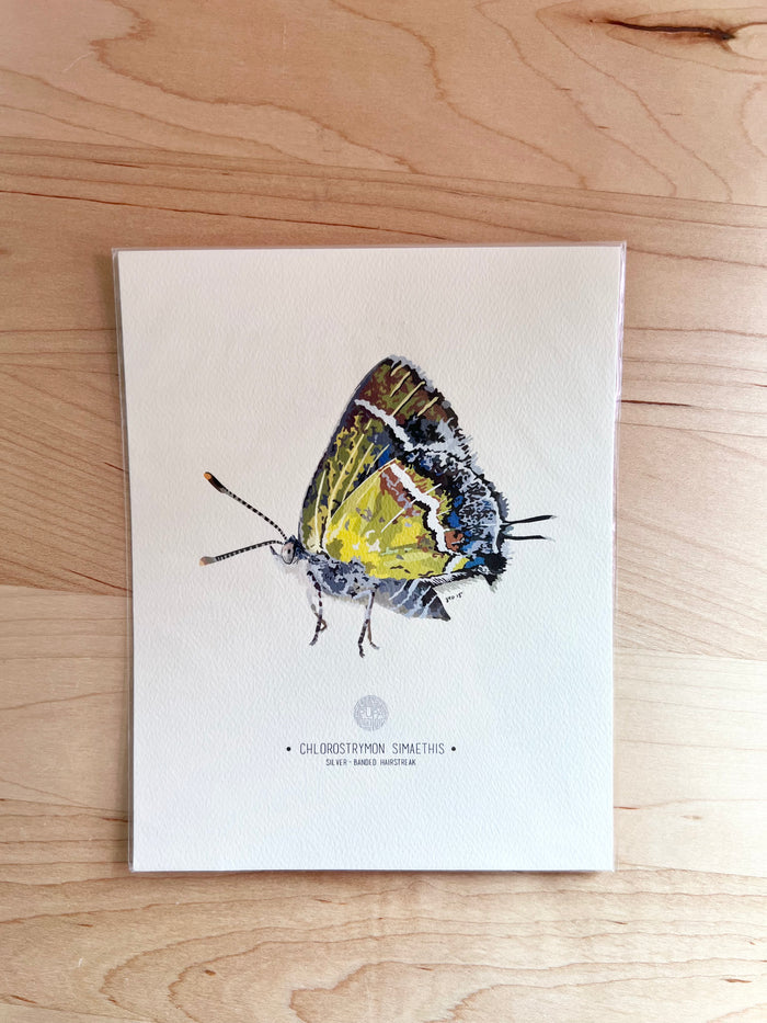 Silver-Banded Hairstreak-Butterfly