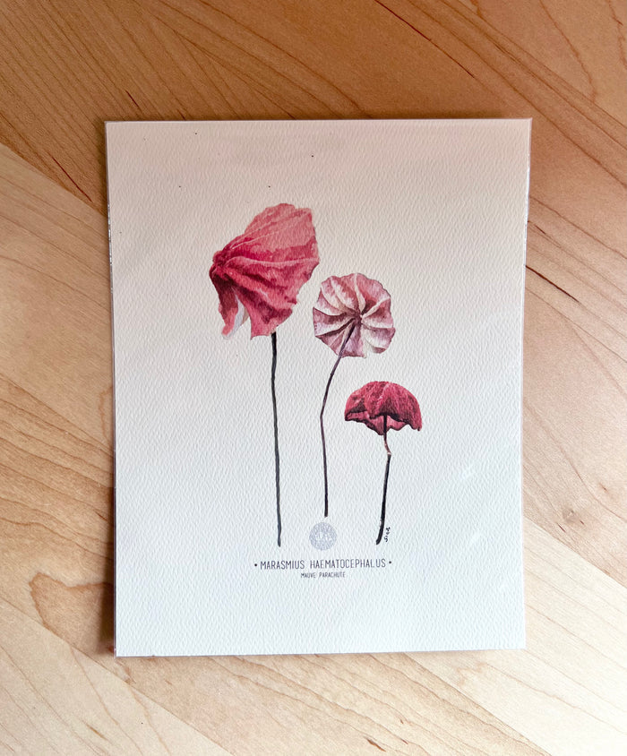 Begonia Decandra-Flower