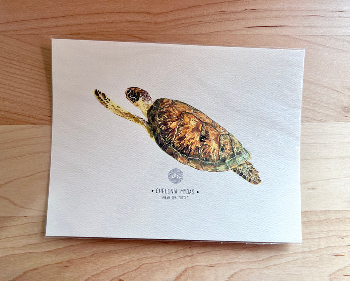 Chelonia Mydas/Green Sea Turtle-Sea