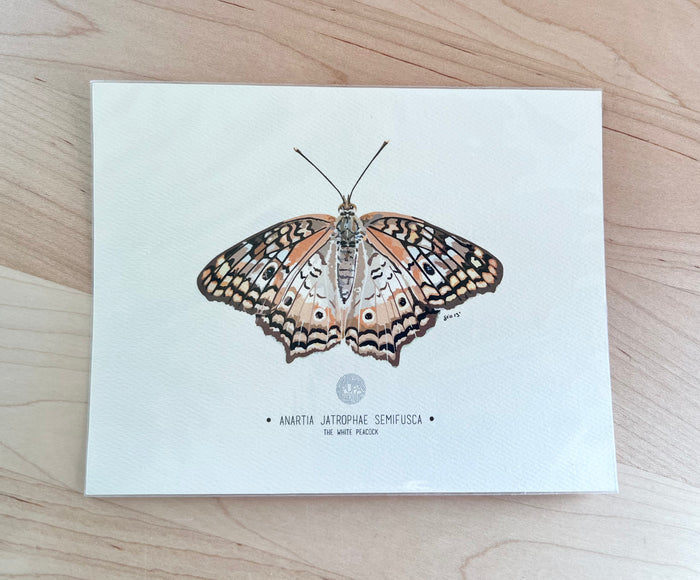 The White Peacock-Butterfly