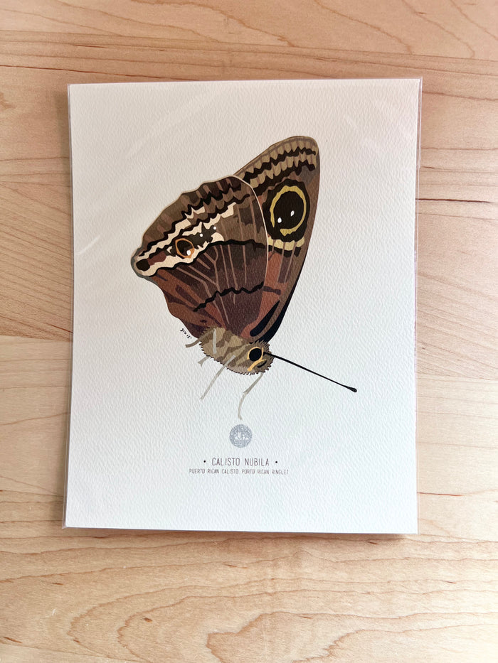 PR Calisto-Butterfly