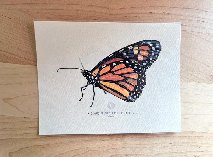 Monarch-Butterfly