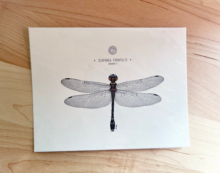 Dragonfly