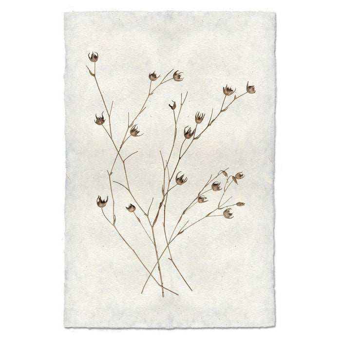Petal Form Botanical Fine Art Photograph by Barloga Studios