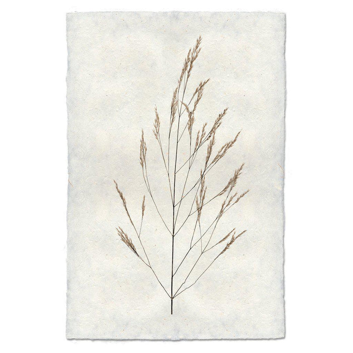 Wheat Form Botanical Fine Art Photograph by Barloga Studios