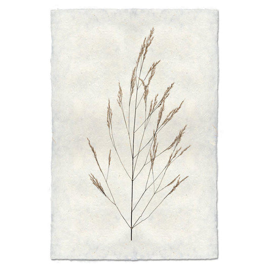 Wheat Form Botanical Fine Art Photograph by Barloga Studios